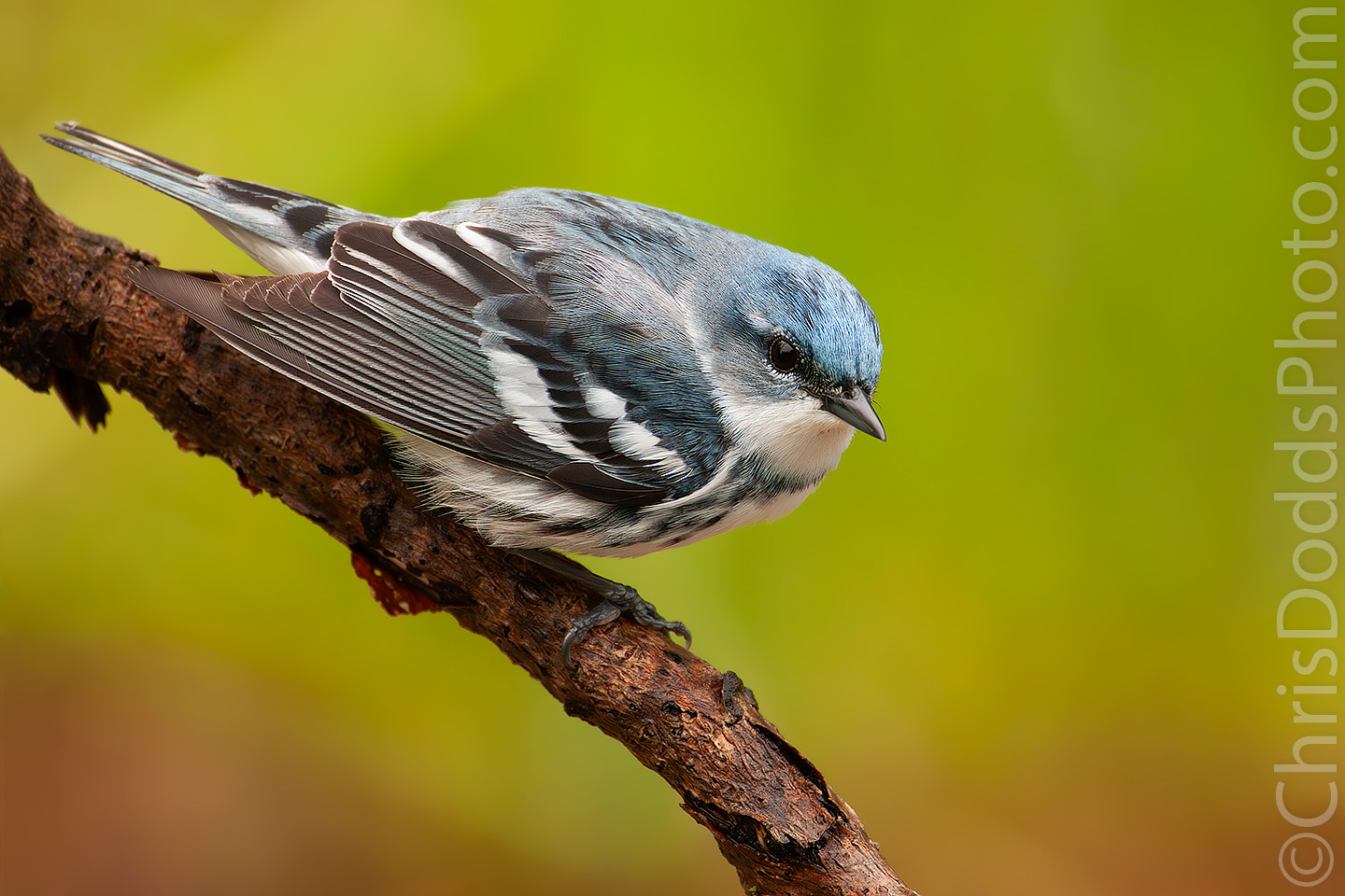 thumbnail image for the event