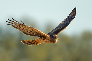 thumbnail image for the event